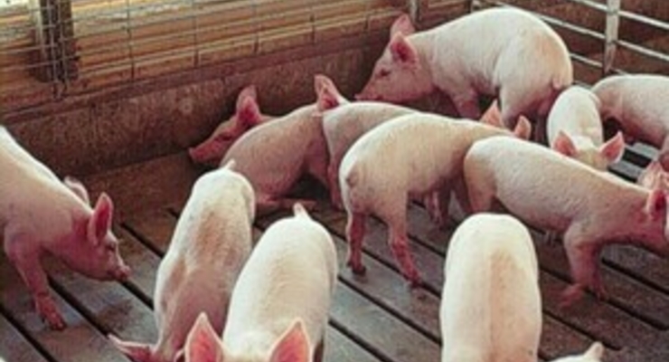 В РФ зафиксировано уже два случая заболевания гриппом A/H1N1