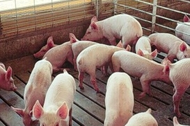 В Мексике отменено чрезвычайное положение в связи с гриппом