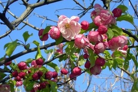 Самый дорогой в США особняк продают за 150 млн. долларов (фото)