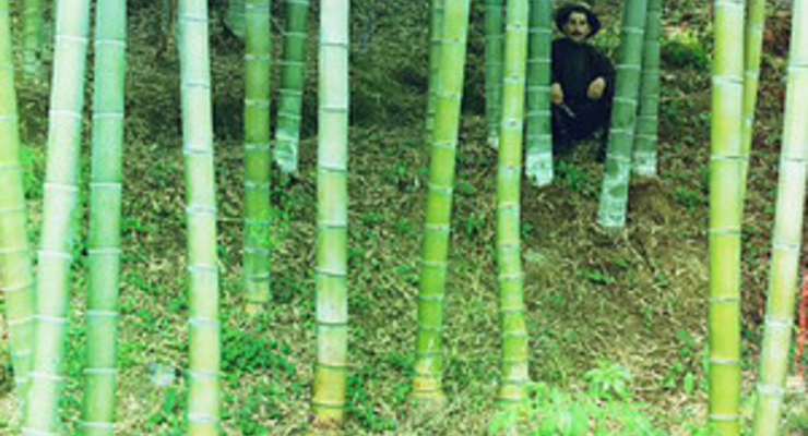 Из бамбука будут делать биотопливо