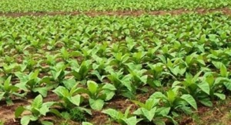 Табак содержит радиоактивный элемент полоний-210