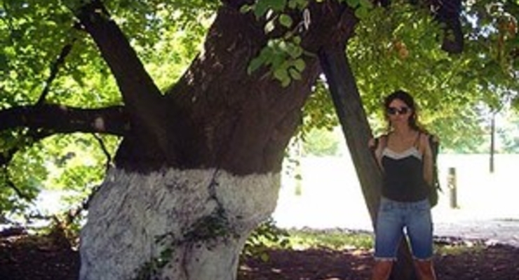 Киев будет охранять деревья-старожилы