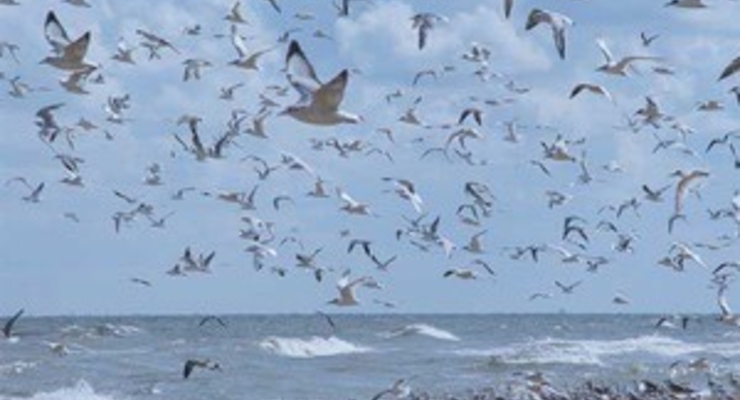 В Азовском море тонет судно с серой
