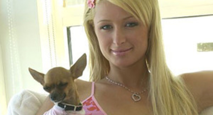 Названы самые дорогие в мире породы собак (фото)