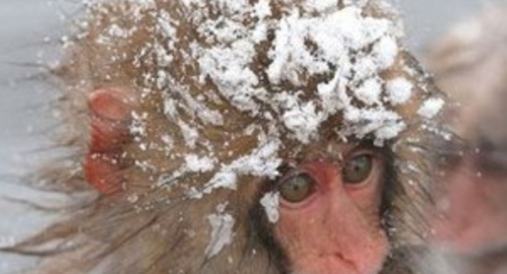 В Киеве ударят заморозки