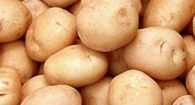 Евросоюз запретил производить генетически модифицированный картофель