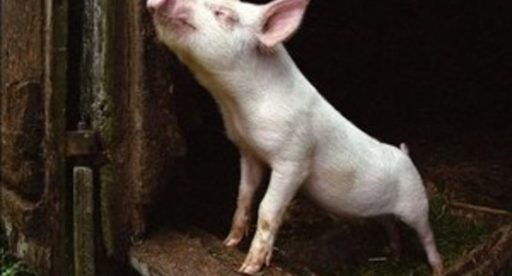 Японцы создали мобильный телефон, передающий запахи