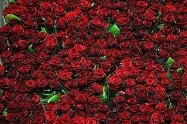 Жительница Ирана отсудила у жадного мужа 124 тыс. роз