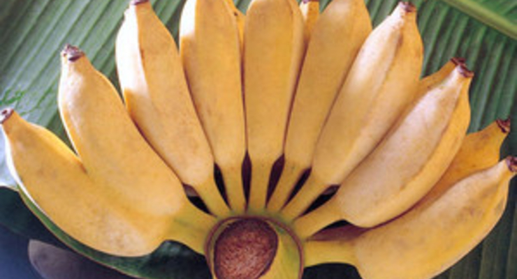 В Зимбабве связка бананов стоит 10 млн. местных долларов