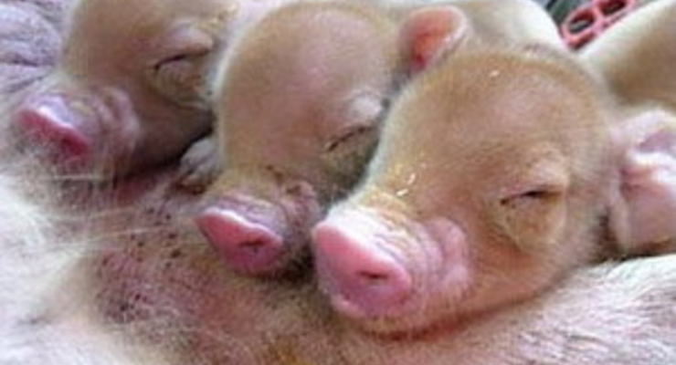 Штаты разрешили продажу мяса и молока клонов