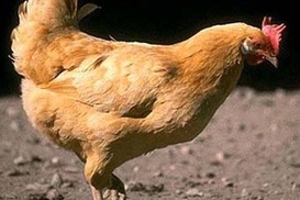 Украина запретила ввоз польской курятины