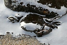 Содержание мазута в Керченском проливе превышает норму в 9 раз