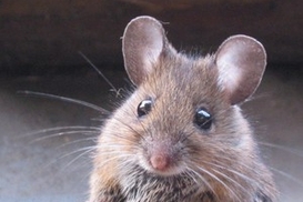 Мышь на борту обошлась авиакомпании в полмиллиона долларов