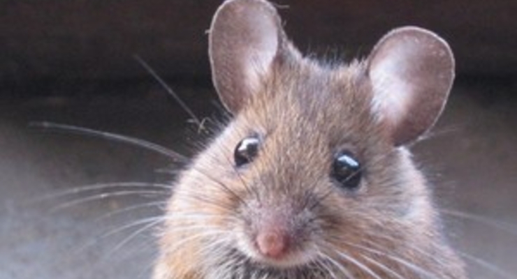 Мышь на борту обошлась авиакомпании в полмиллиона долларов