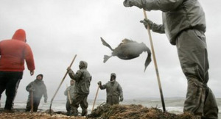 Мазутное пятно уже достигло Черного моря