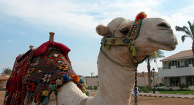 Для тысяч туристов зимний отдых в Египте может сорваться