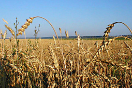 В мире ожидается стремительное подорожание продуктов