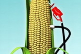 Использовать сельхоз поля ради выращивания биотопливных культур – преступление – ООН