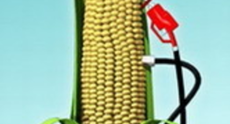 Использовать сельхоз поля ради выращивания биотопливных культур – преступление – ООН