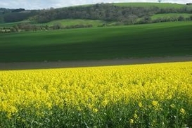Украина намерена увеличить производство биодизеля