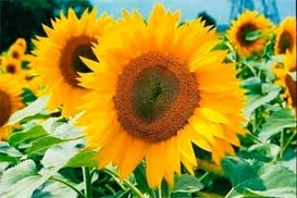 В Крыму на 30-40% подорожало растительное масло