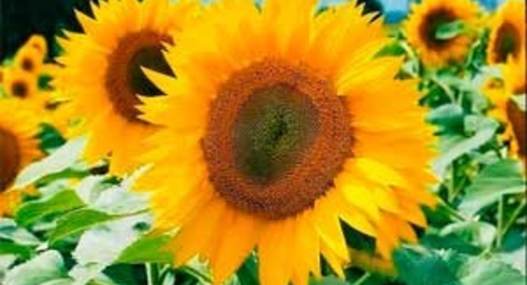 В Крыму на 30-40% подорожало растительное масло