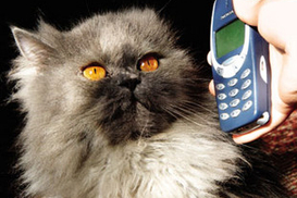 "Киевстар" ввел тарифный план "С нами лучше!" с дешевыми внутрисетевыми звонками