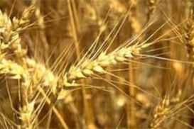 Украину зовут в зерновой картель. Затронет ли это цену продуктов питания?