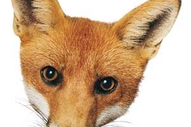 Почему нам врут "Укрзализныця", Госфинуслуг и другие почтенные господа?