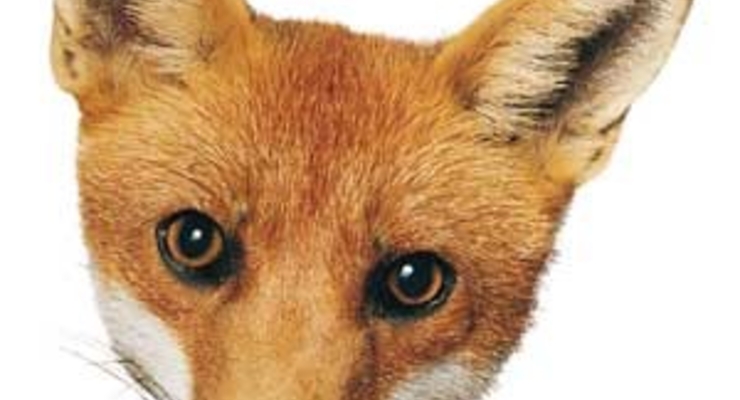 Почему нам врут "Укрзализныця", Госфинуслуг и другие почтенные господа?