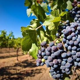 Виноградарство в Украине: быть или не быть?