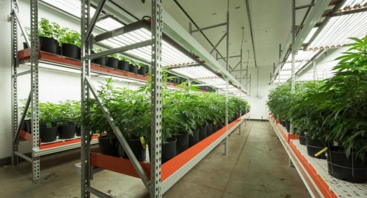 Налог на марихуану спас экономику Колорадо - Bloomberg