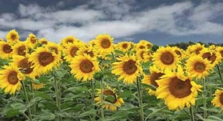 Инструменты небанковского финансирования для агробизнеса