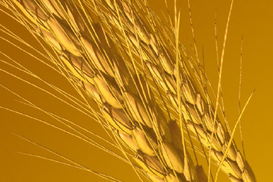 Налоги на агробизнес