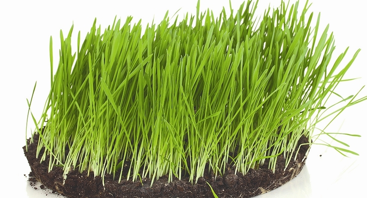 Взять землю надолго: как арендовать земельный участок для фермерства