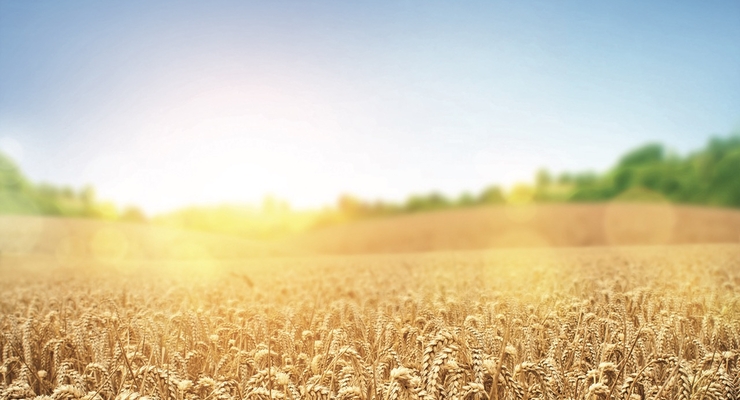 Украина и Россия планируют расширить двустороннее сотрудничество в аграрной сфере