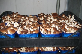 Свое дело: грибная ферма