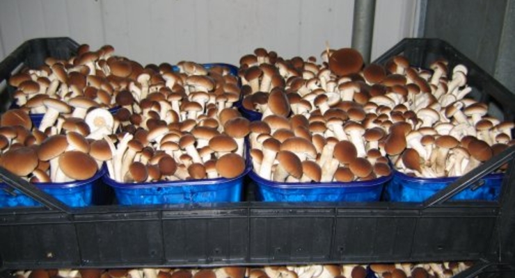 Свое дело: грибная ферма