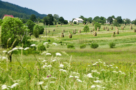 Где и за сколько можно отведать в Украине "зеленого" отдыха?