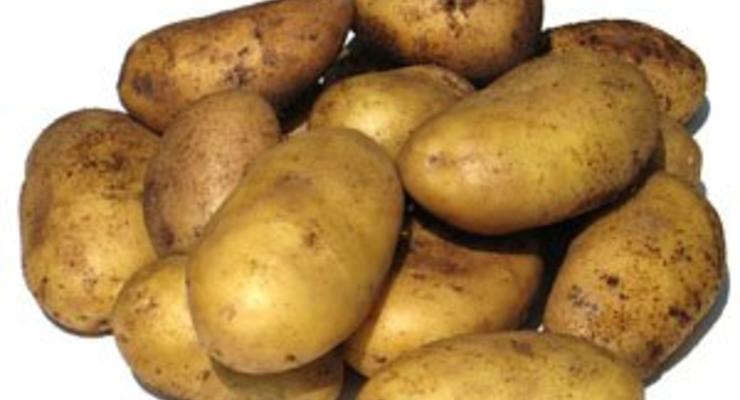 Будет ли дефицит картофеля в Украине?