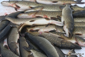 Во что обходится настоящая рыбалка