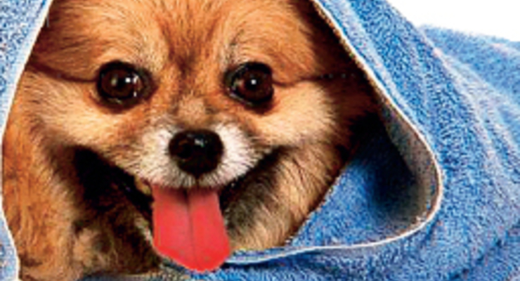 Подбираем гостиницу для Мурзиков и Шариков