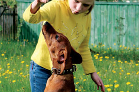 Почем уход за домашним любимцем?