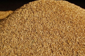 Стало известно, сколько было украдено из Госрезерва Украины