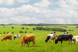 Аграриям открыли НДС