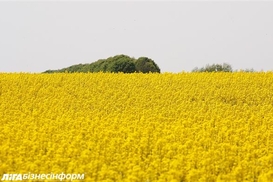 Кредиторы готовы выделить Мрии $50 млн на пополнение оборота