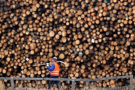 Кабмин предлагает отменить запрет на экспорт леса-кругляка