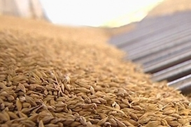 Стало известно, сколько пшеницы экспортировал Крым, несмотря на санкции