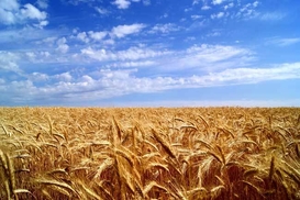 Минагрополитики сообщил, сколько инвестиций украинский АПК привлек в прошлом году