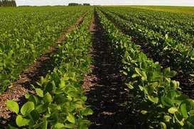 Аграрии рассказали, какая площадь земель в Украине обрабатывается незаконно